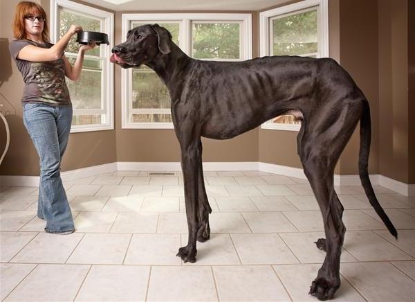 Kokia yra didžiausia šunų veislė pasaulyje?
