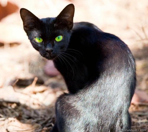 Svajonė: ką juodos kačių svajonė?