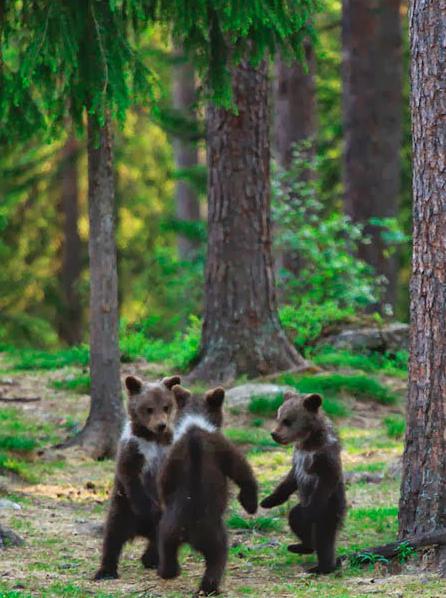 "Trys lokiai" - nuotrauka, garsinanti Rusijos gamtos grožį