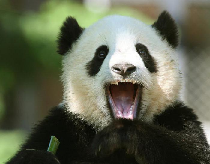 kiek dantų yra panda