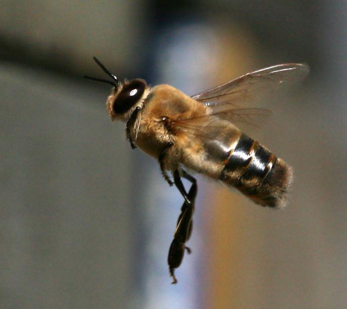 Drone yra vyriškoji bitė